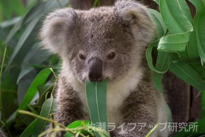 ユーカリ・グロブルスオイル (精油)