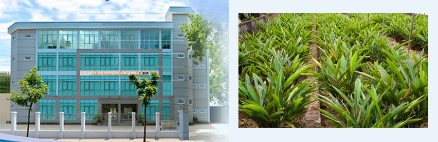 ジパングジンジャー