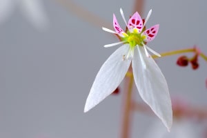 シンビオティックウォーター：ユキノシタ